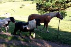 2015 Jonny und Joe (280)